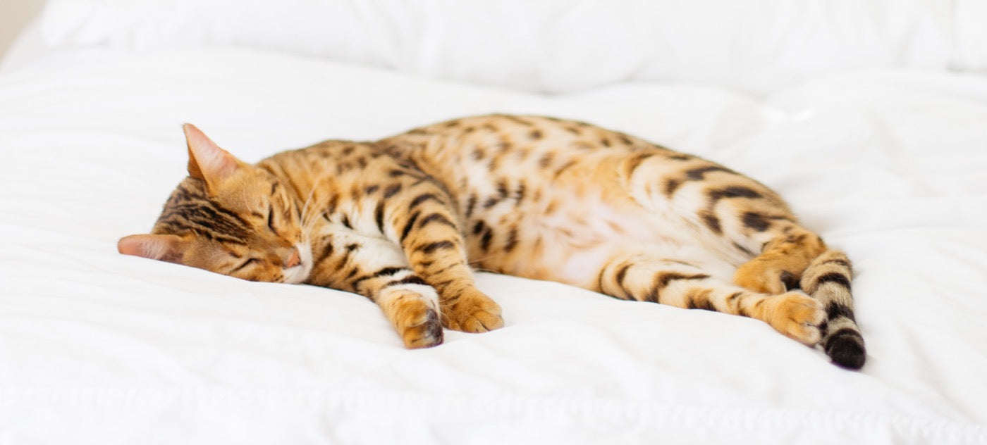 Cat lying on clearance bed